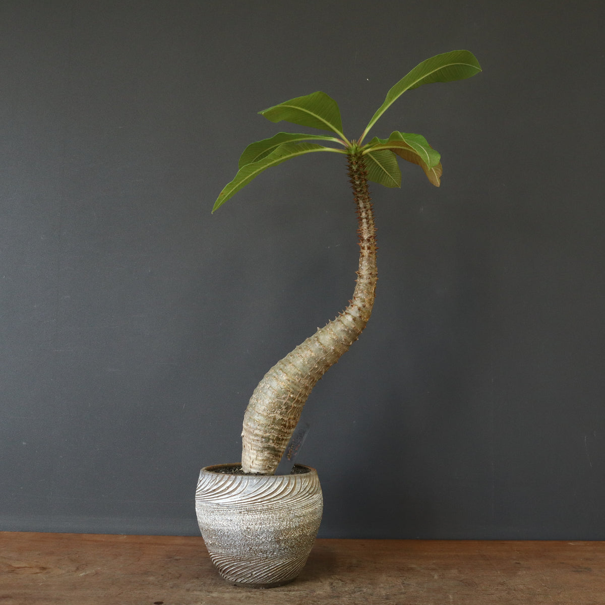 TaiShoDo ONLINE SHOP 塊根植物 多肉植物通販