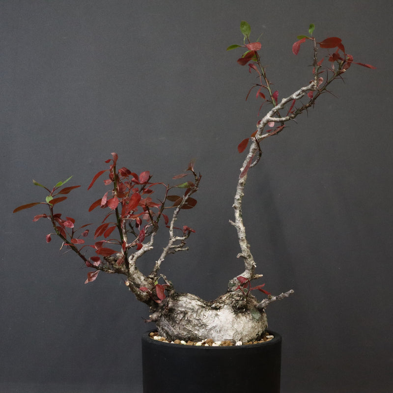 F.ファシクラータ EC1304 – TaiShoDo ONLINE SHOP