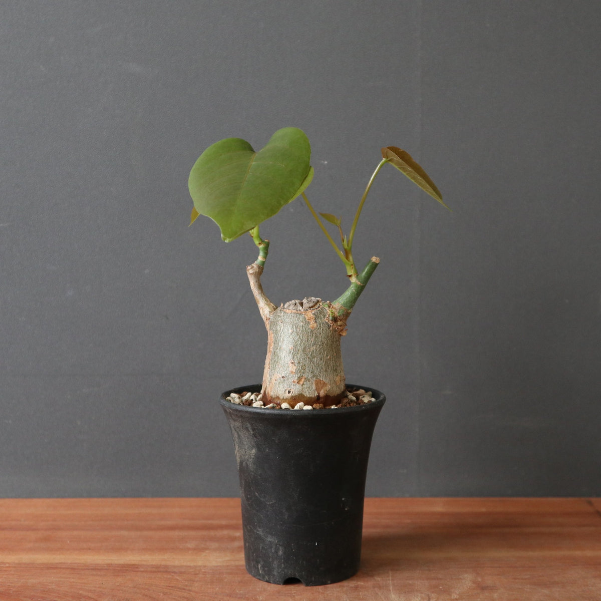 TaiShoDo ONLINE SHOP 塊根植物 多肉植物通販