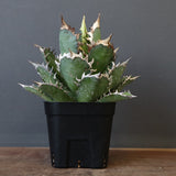 アガベ 赤猫 EC378