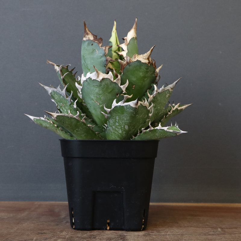 アガベ 赤猫 EC378