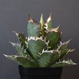 アガベ 赤猫 EC378