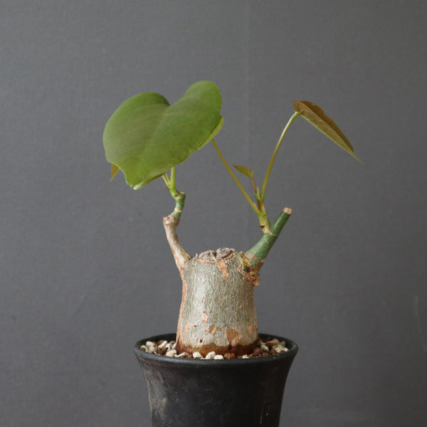 塊根植物 – 19ページ目 – TaiShoDo ONLINE SHOP