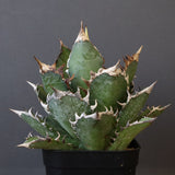 アガベ 赤猫 EC378