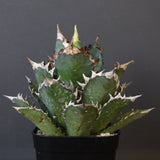 アガベ 赤猫 EC378