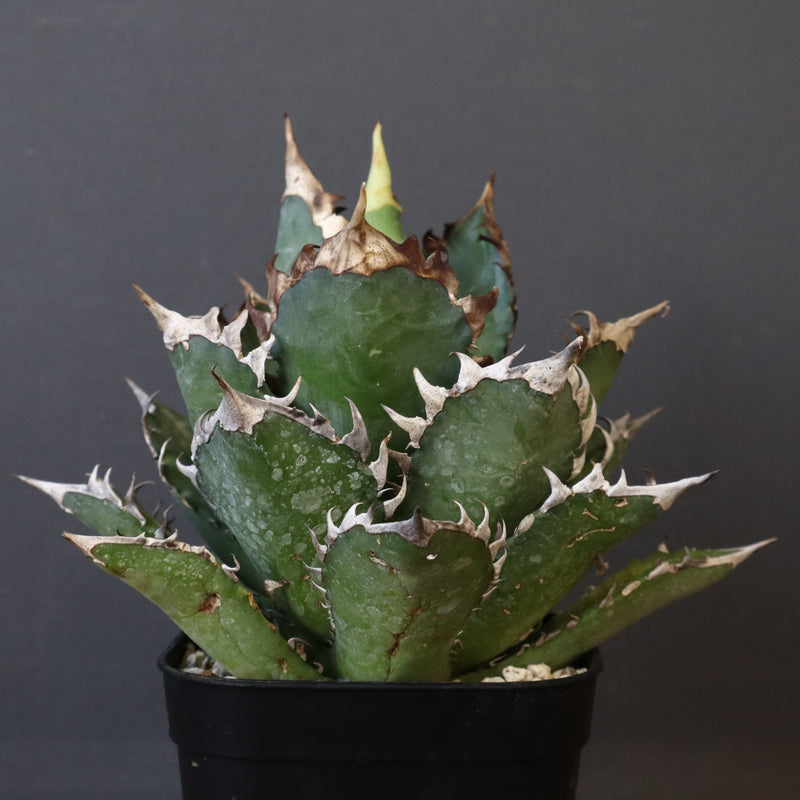 アガベ 赤猫 EC378