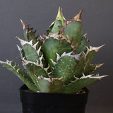 アガベ 赤猫 EC378