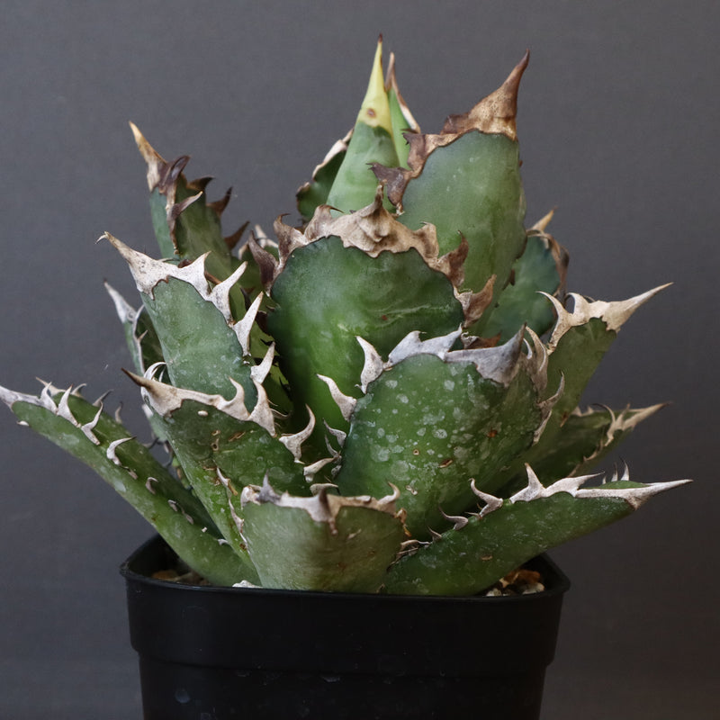 アガベ 赤猫 EC378