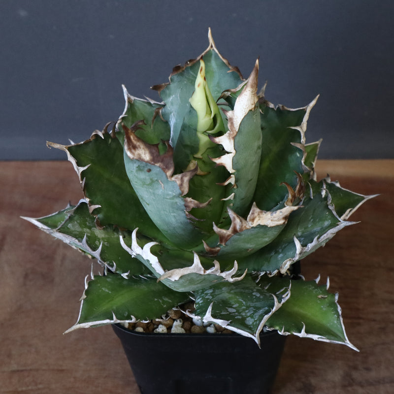 アガベ 赤猫 EC378