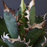 アガベ 赤猫 EC378