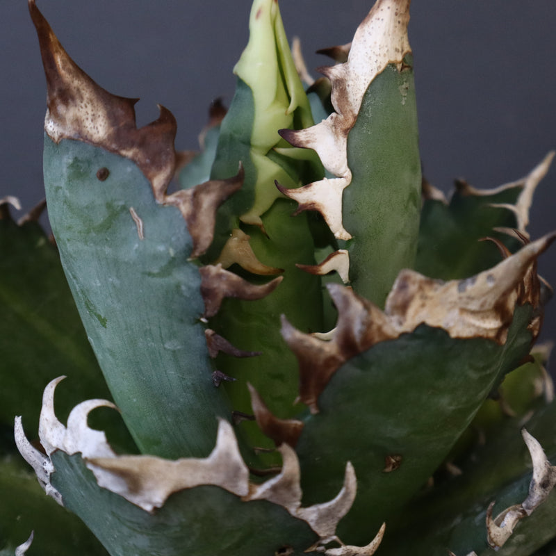 アガベ 赤猫 EC378