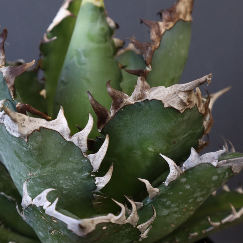 アガベ 赤猫 EC378