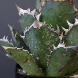 アガベ 赤猫 EC378