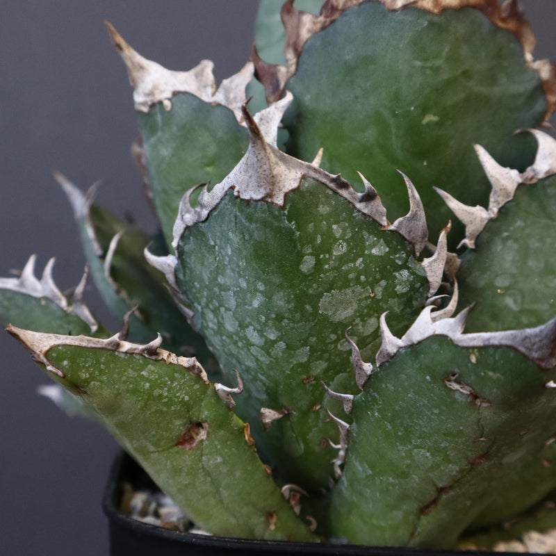 アガベ 赤猫 EC378