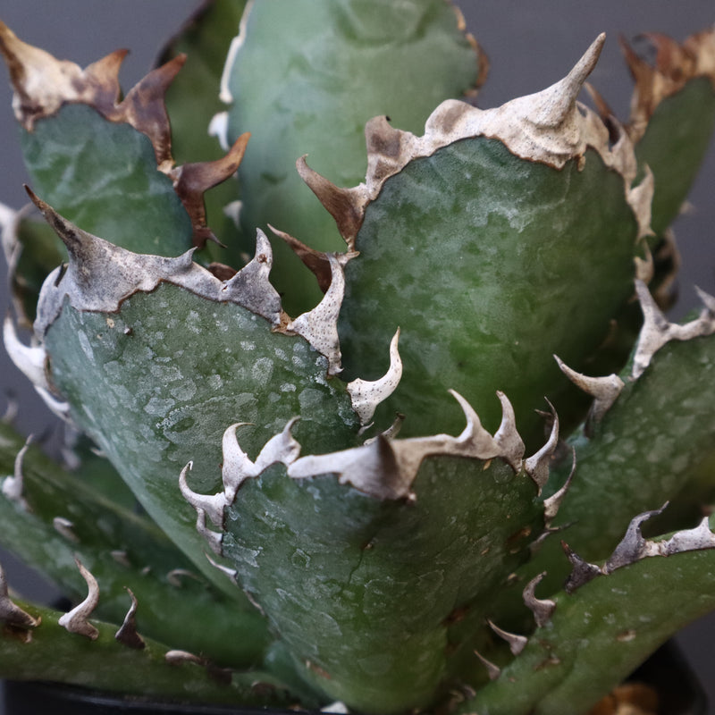 アガベ 赤猫 EC378