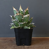 アガベ 赤猫 EC379