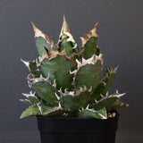 アガベ 赤猫 EC379