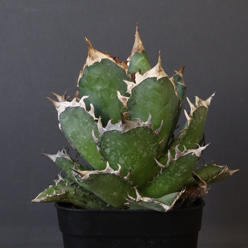 アガベ 赤猫 EC379