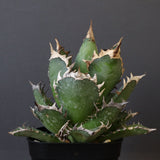 アガベ 赤猫 EC379