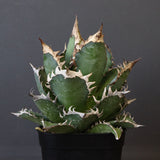 アガベ 赤猫 EC379