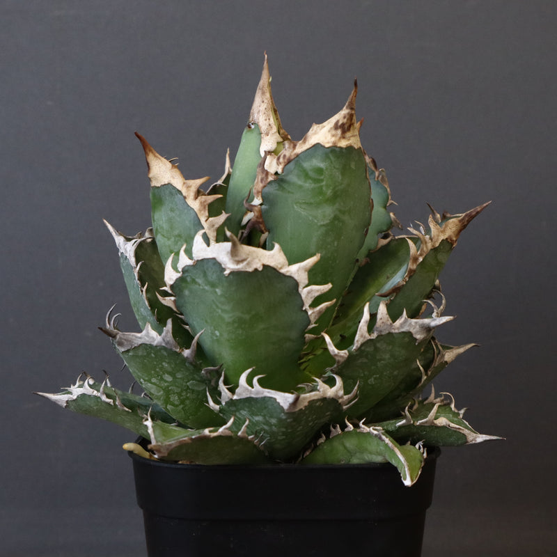 アガベ 赤猫 EC379