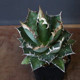 アガベ 赤猫 EC379