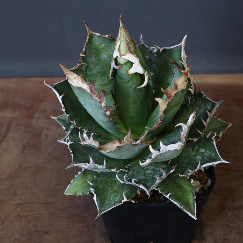 アガベ 赤猫 EC379