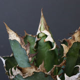 アガベ 赤猫 EC379