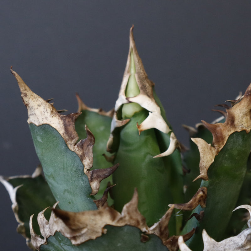 アガベ 赤猫 EC379