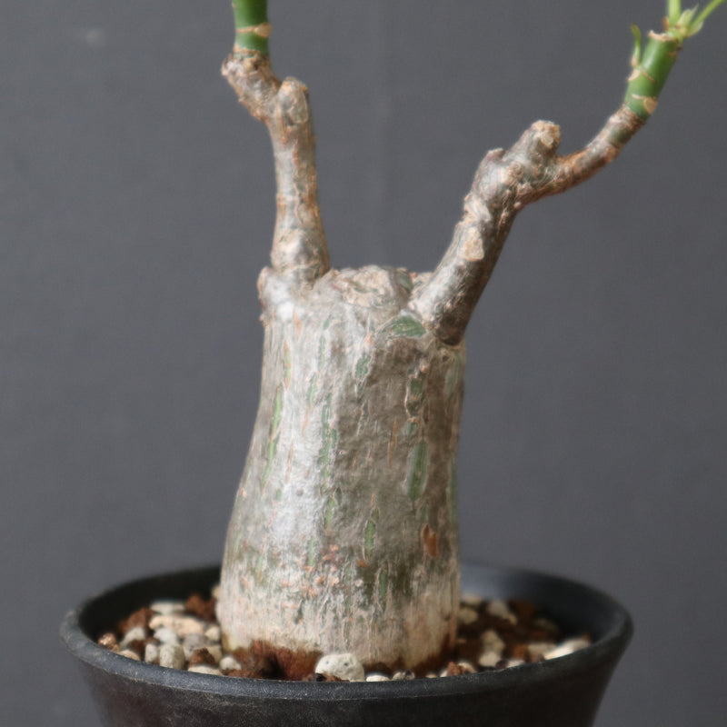 ボンバックス　実生 P.ボンバックス (実生) 19 – TaiShoDo ONLINE SHOP