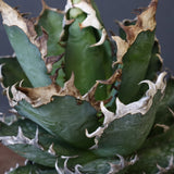 アガベ 赤猫 EC379