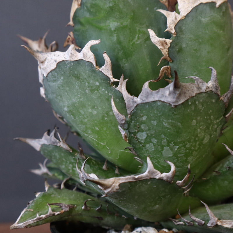 アガベ 赤猫 EC379