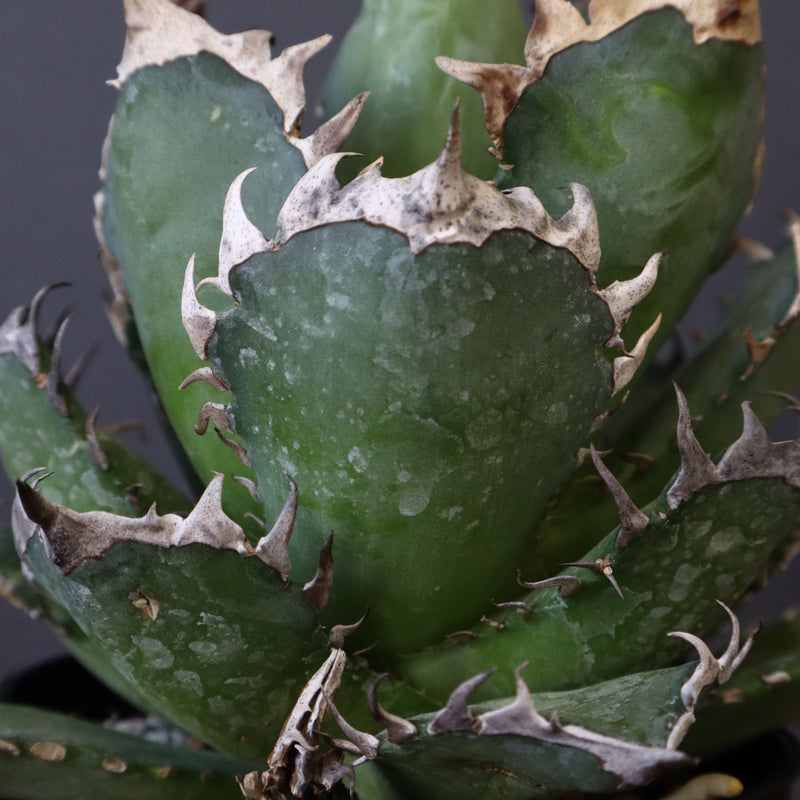 アガベ 赤猫 EC379