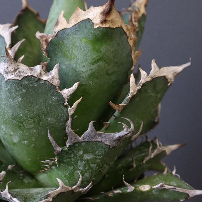 アガベ 赤猫 EC379