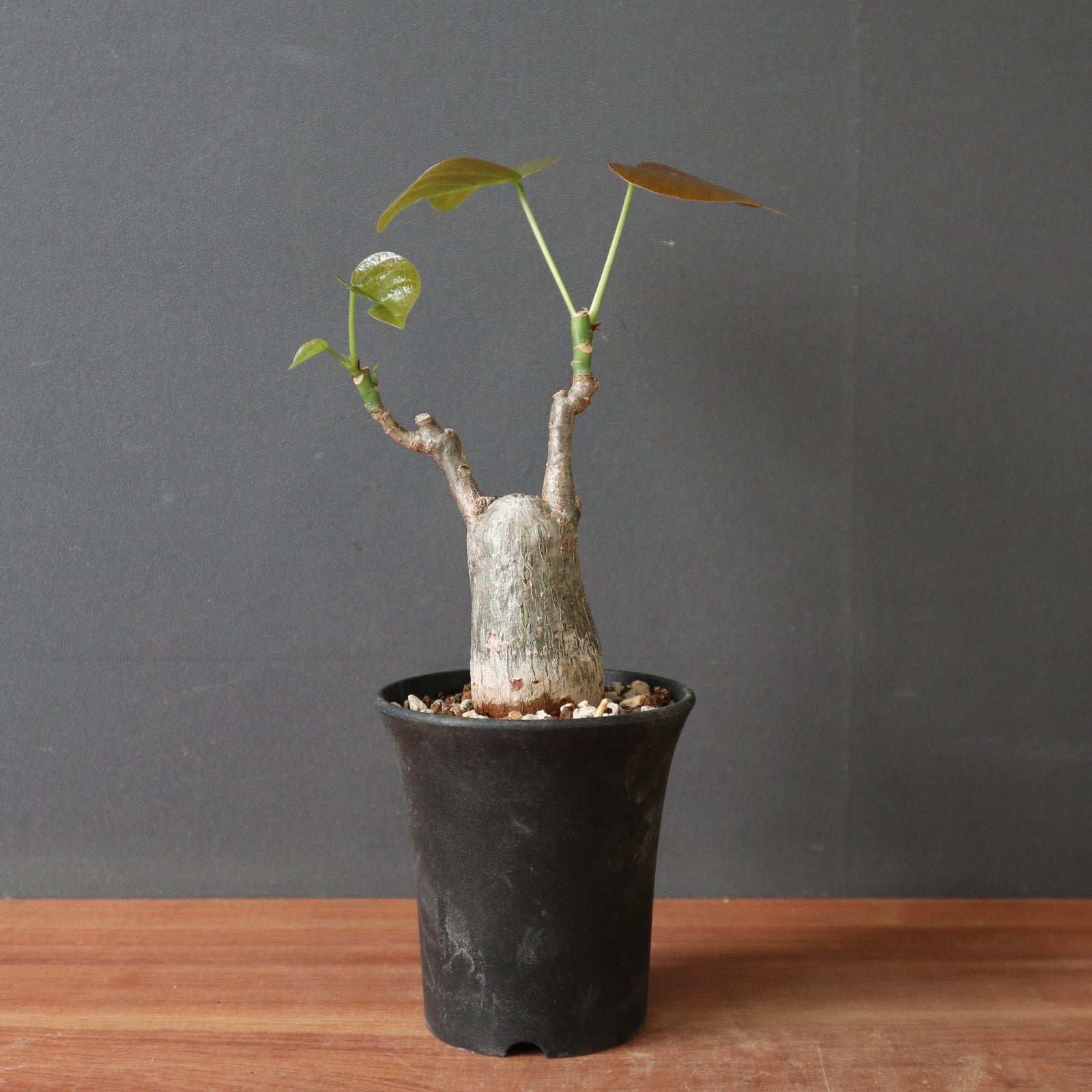 P.ボンバックス (実生) 19 – TaiShoDo ONLINE SHOP