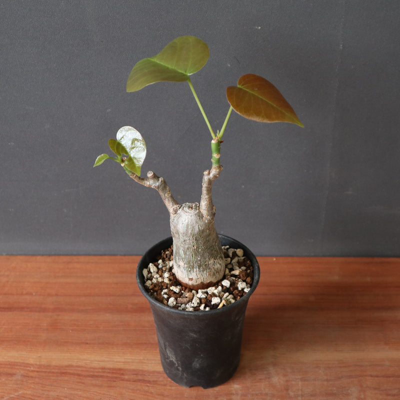 P.ボンバックス (実生) 19 – TaiShoDo ONLINE SHOP