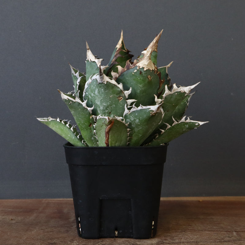 アガベ 赤猫 EC374