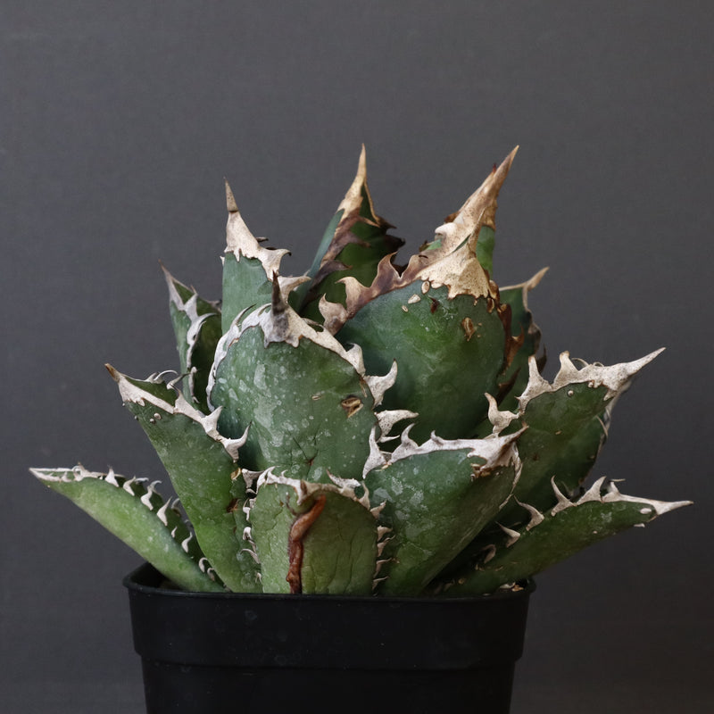 アガベ 赤猫 EC374