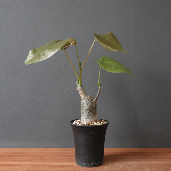 P.ボンバックス (実生) 13 – TaiShoDo ONLINE SHOP