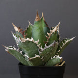 アガベ 赤猫 EC374