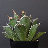 アガベ 赤猫 EC374