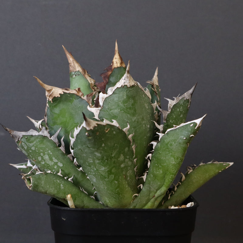 アガベ 赤猫 EC374