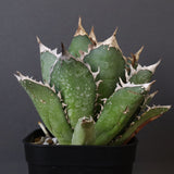 アガベ 赤猫 EC374