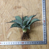 【DRAGON AGAVE】アガベ 妖炎×武藏嚴龍 EC1125