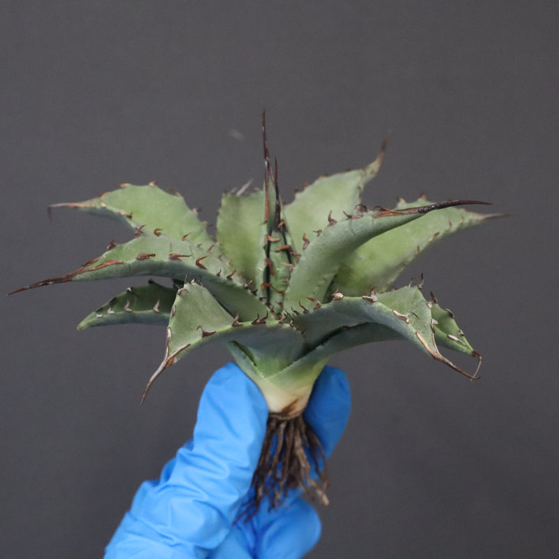 【DRAGON AGAVE】アガベ 妖炎×武藏嚴龍 EC1125