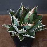 アガベ 赤猫 EC374