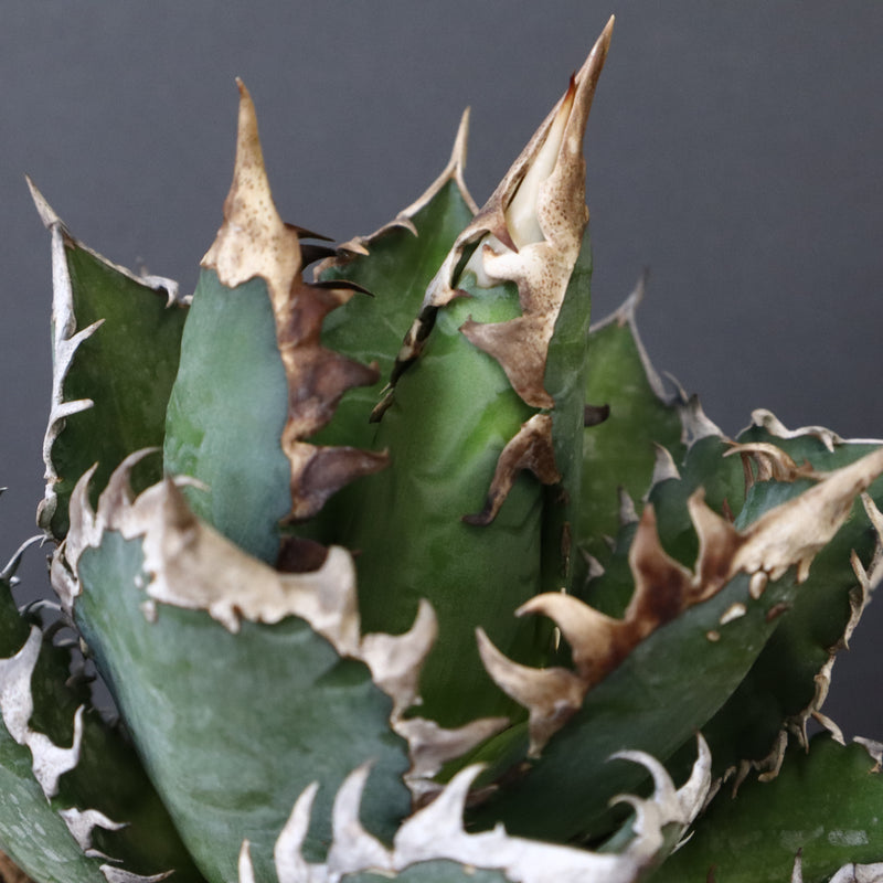 アガベ 赤猫 EC374