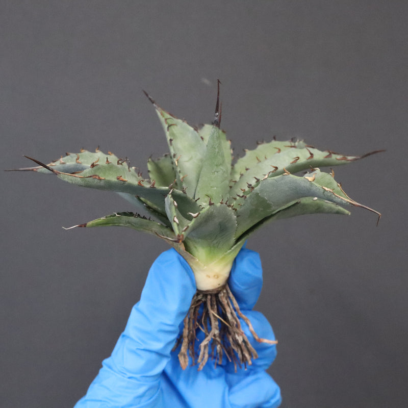 【DRAGON AGAVE】アガベ 妖炎×武藏嚴龍 EC1125