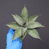 【DRAGON AGAVE】アガベ 妖炎×武藏嚴龍 EC1125