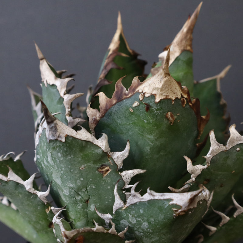 アガベ 赤猫 EC374